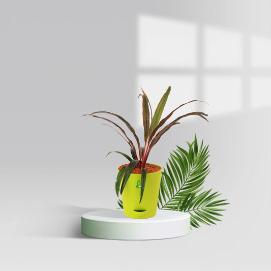 Cordyline Fair Child Red Pot Plant