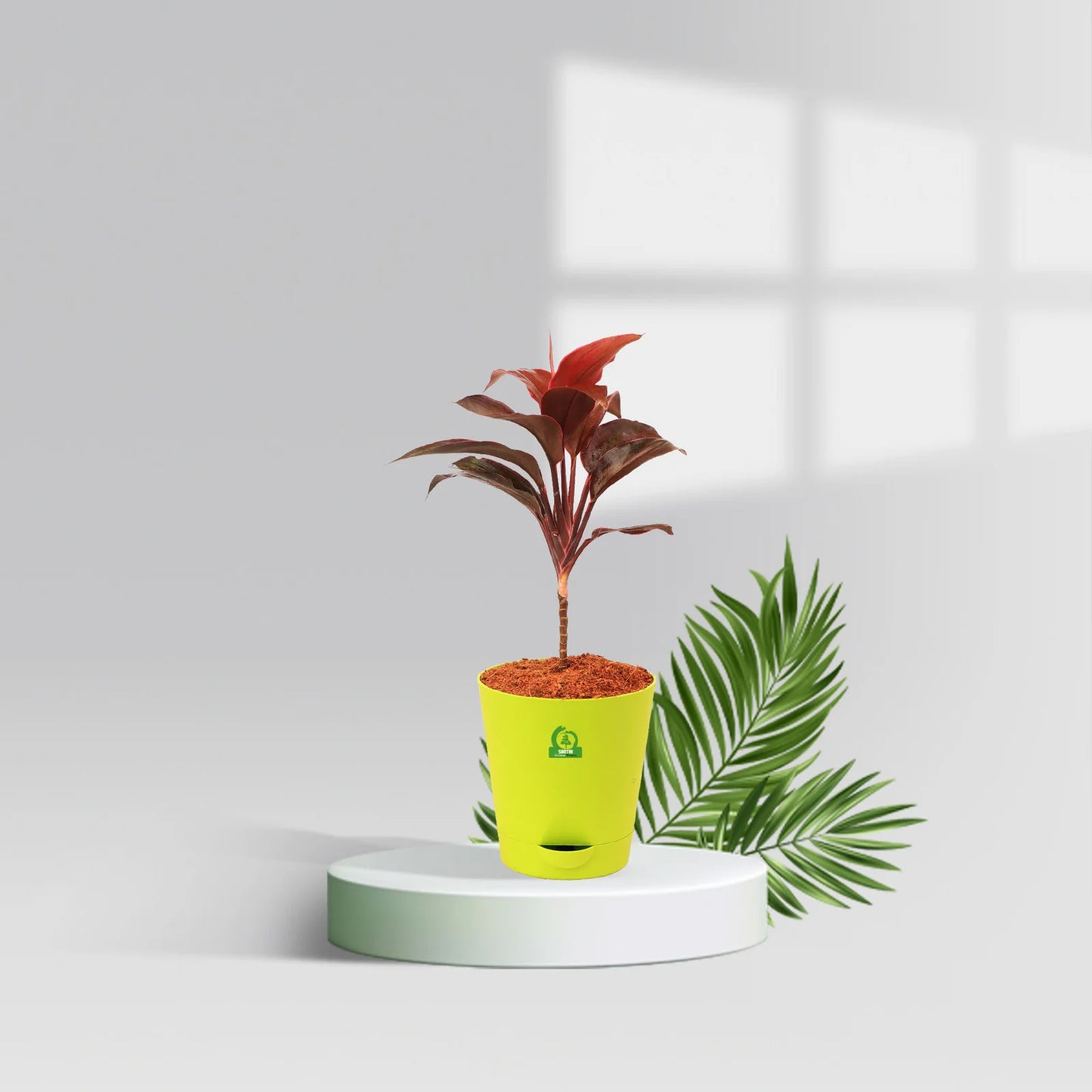 Cordyline Mambo Pot Plant