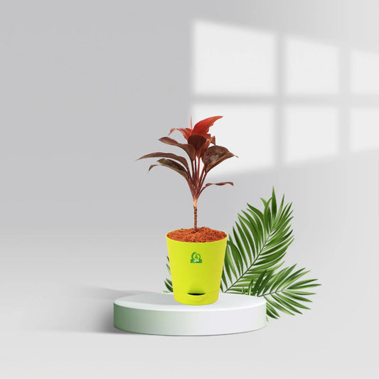 Cordyline Mambo Pot Plant