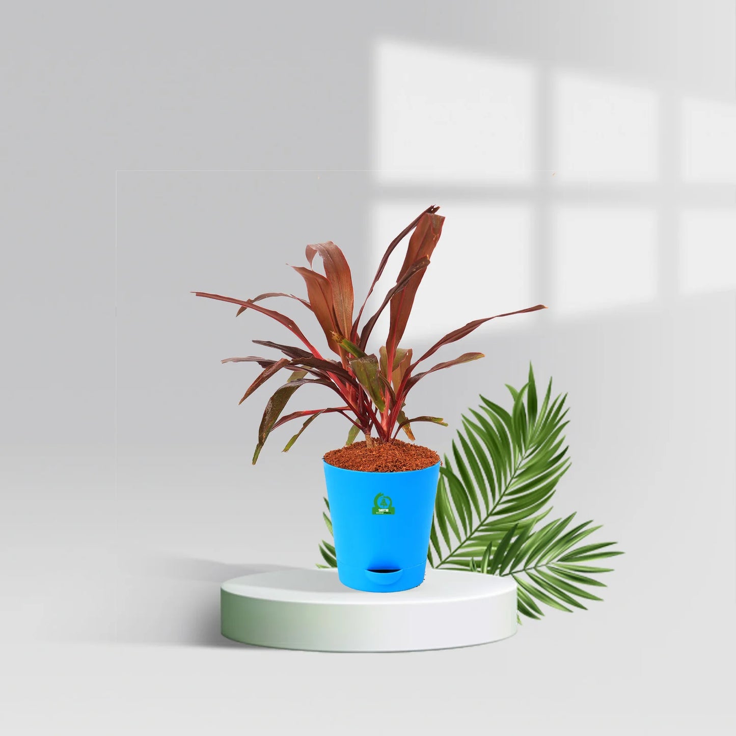 Cordyline Slimjim Pot Plant