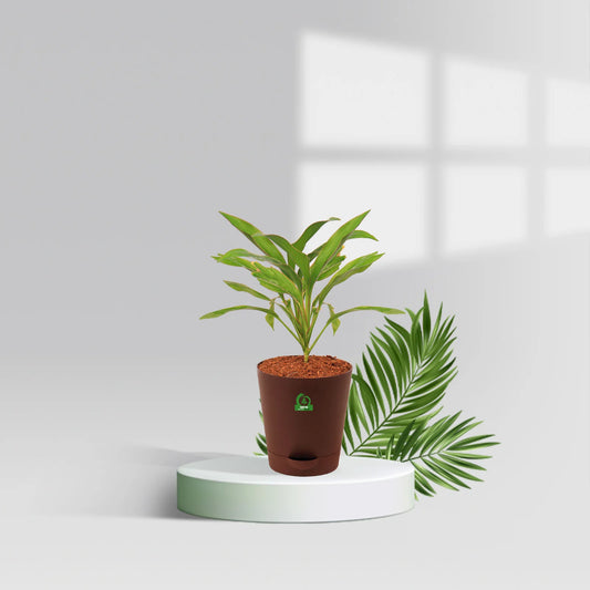 Cordyline Stricta Pot Plant