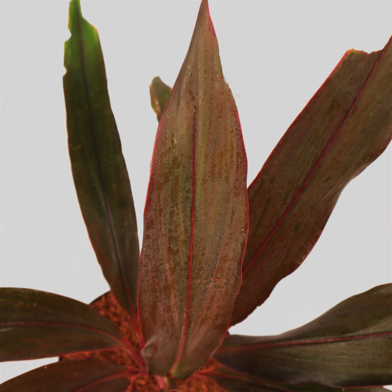 Cordyline Baby Doll Pot Plant