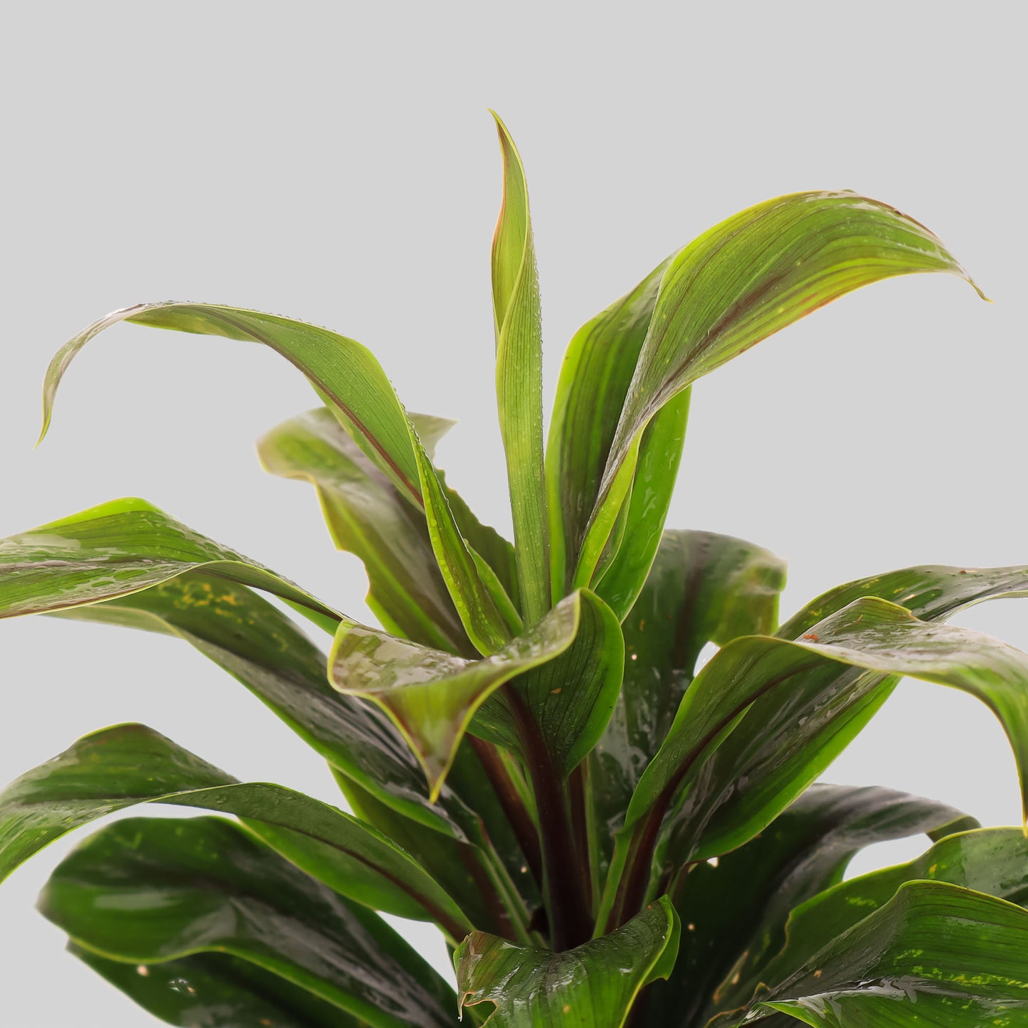 Cordyline ‘Cameroon’ Pot Plant