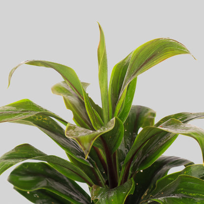 Cordyline ‘Cameroon’ Pot Plant