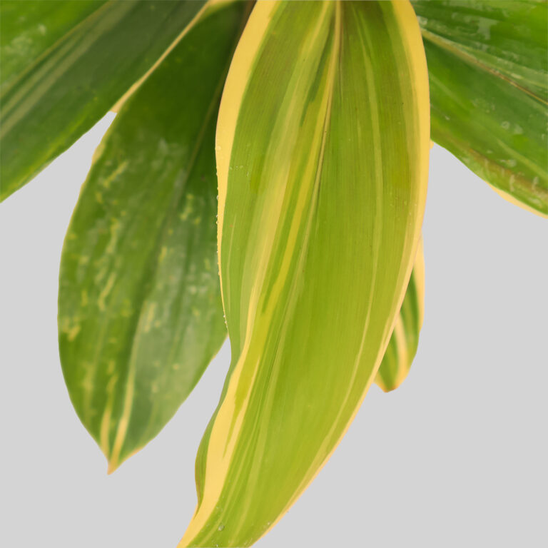 Cordyline Chocolate Queen Pot Plant