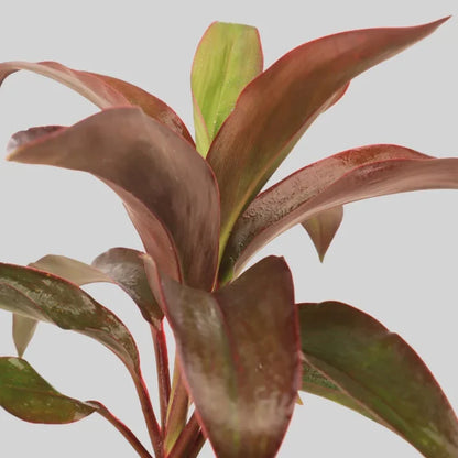 Cordyline terminalis ‘Dr.Brown’-Ti Plant