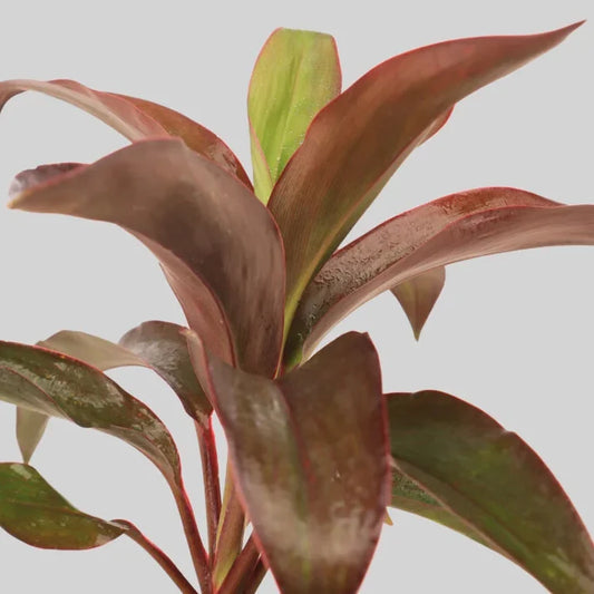 Cordyline terminalis ‘Dr.Brown’-Ti Plant