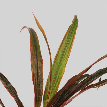 Cordyline Fair Child Red Pot Plant