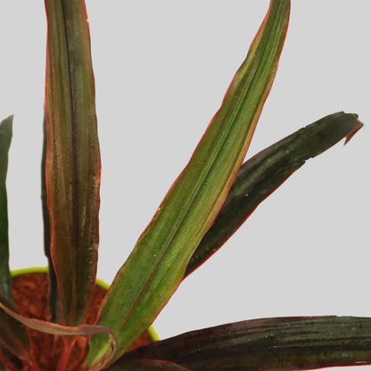 Cordyline Fair Child Red Pot Plant