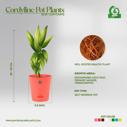 cordyline kiwi indoor plant Cordyline Kiwi Gold Pot Plant – Santhi Online Plants