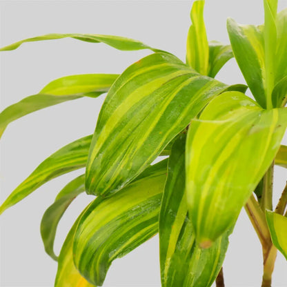Cordyline LemonLime Pot Plant