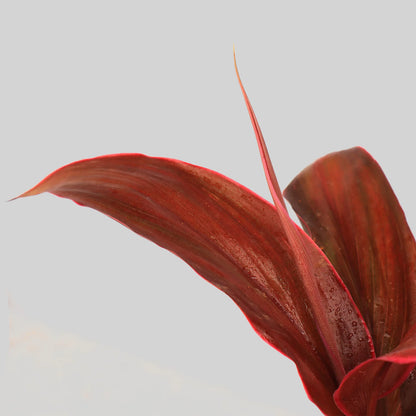 Cordyline Mambo Pot Plant