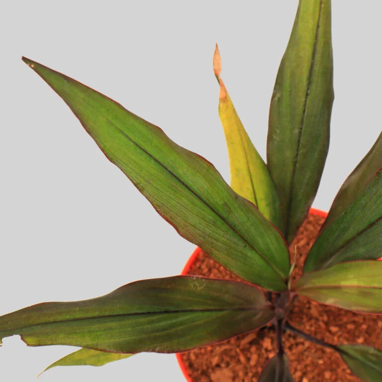 Cordyline Negra Pot Plant