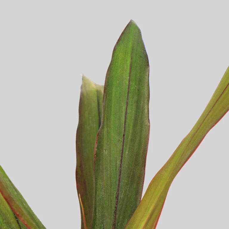 Cordyline Negra Pot Plant