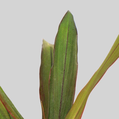 Cordyline Negra Pot Plant