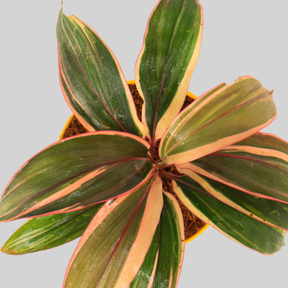 Cordyline ‘Pink Champion’ Pot Plant