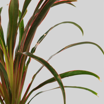 Cordyline americana Pot Plant
