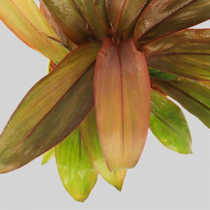 Cordyline inscripta Pot Plant