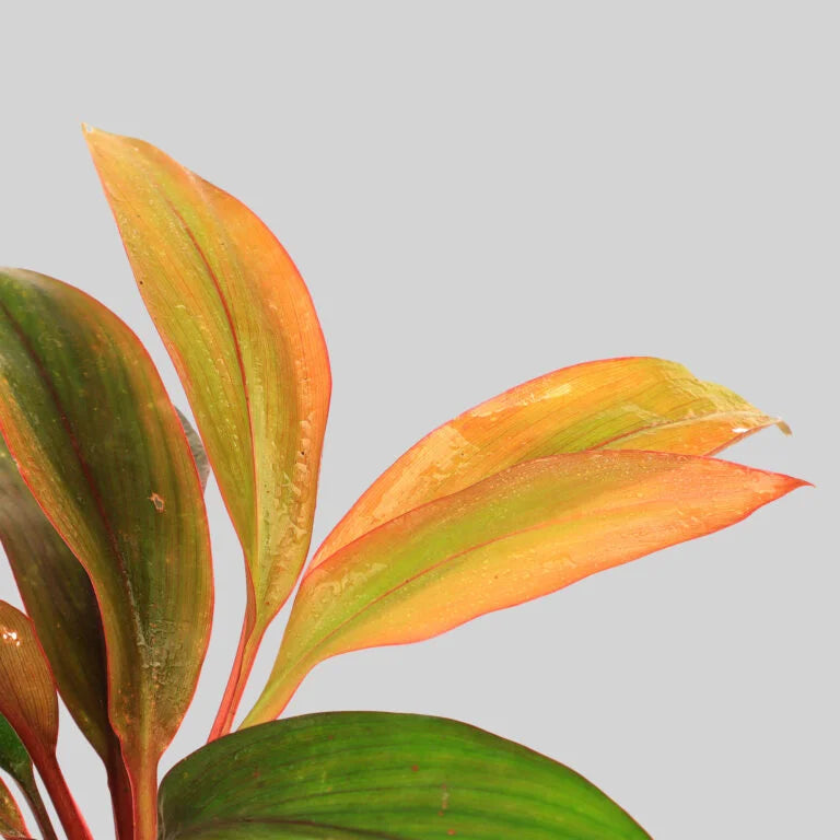 Cordyline tangelo Pot Plant