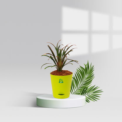 Cordyline americana Pot Plant