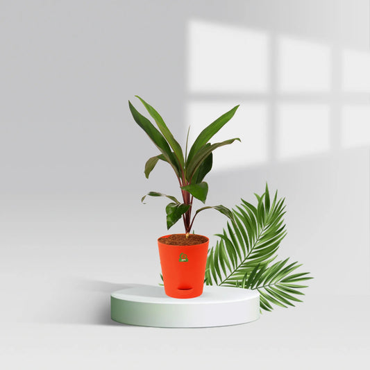 Cordyline glauca Pot Plant