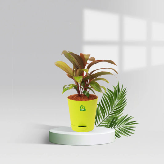 Scrip Pot Pot Plants – Santhi Online Plants