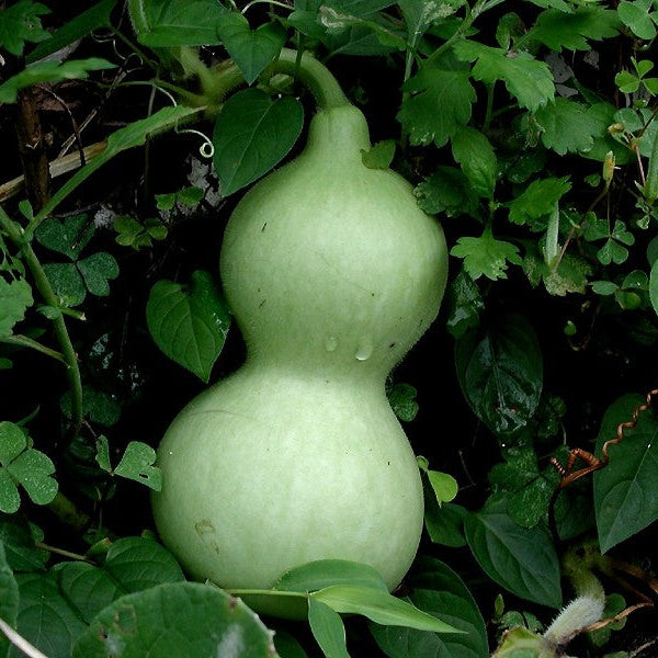 Kamandala surai seeds