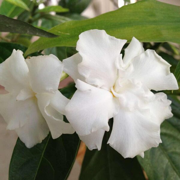 Crape Layered Jasmine