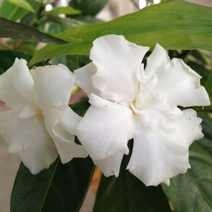 Crape Layered Jasmine