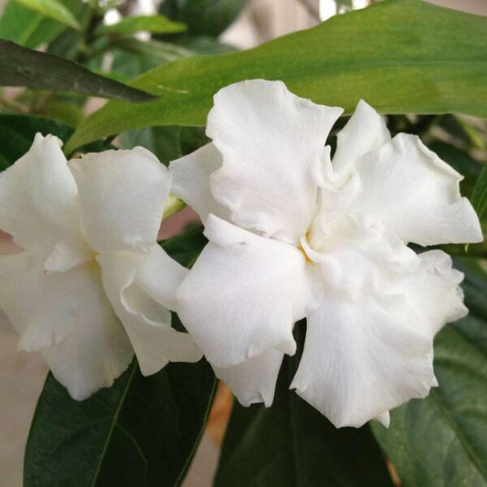 Crape Layered Jasmine