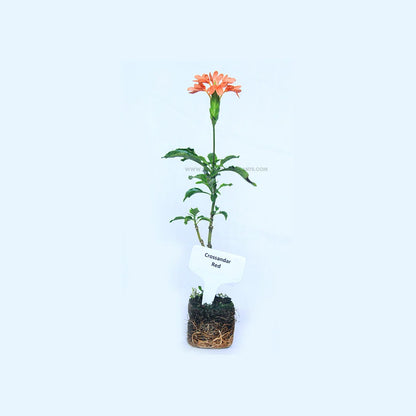Crossandra Red Plant (Kanakambaram)