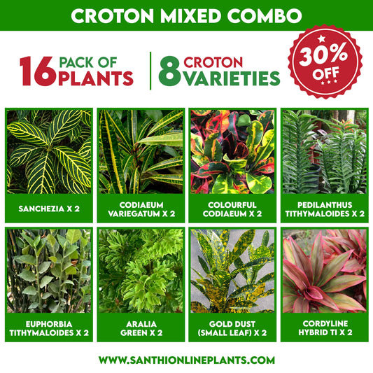 Croton Mixed Combo