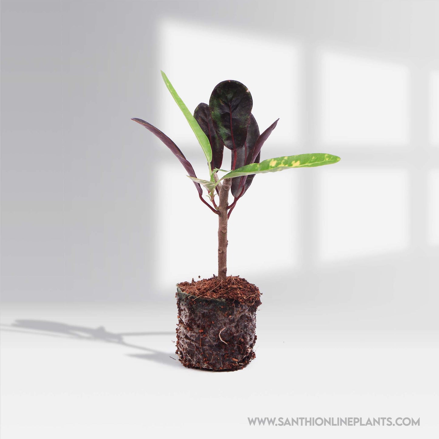 Croton Mammy-Colourful Codiaeum