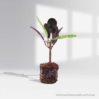 Croton Mammy-Colourful Codiaeum