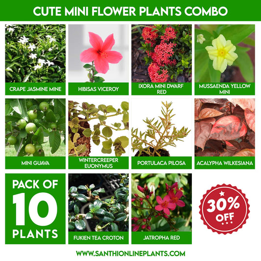 Cute mini flower plants combo