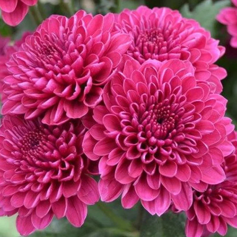 Chrysanthemum 'Dark pink' flower plant