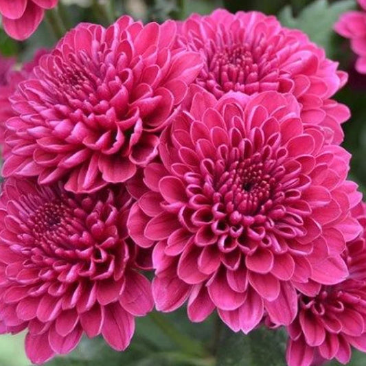 Chrysanthemum 'Dark pink' flower plant