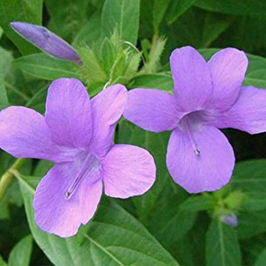 December Poo – Bluebell Barleria