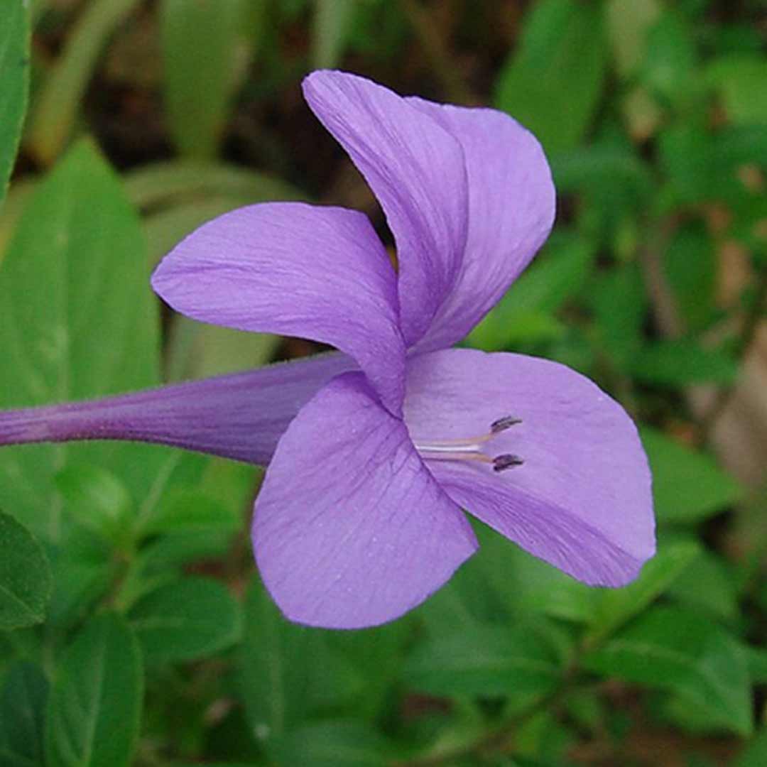 December Poo – Bluebell Barleria