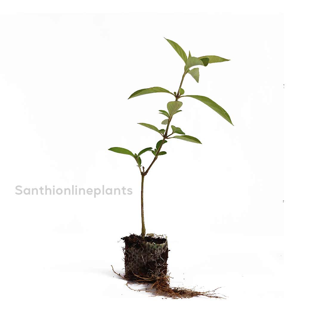 December Poo – Bluebell Barleria