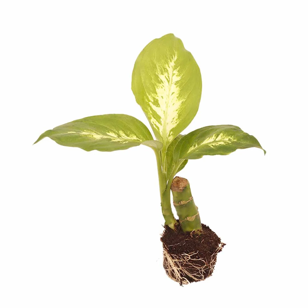 Dieffenbachia’Triumph’