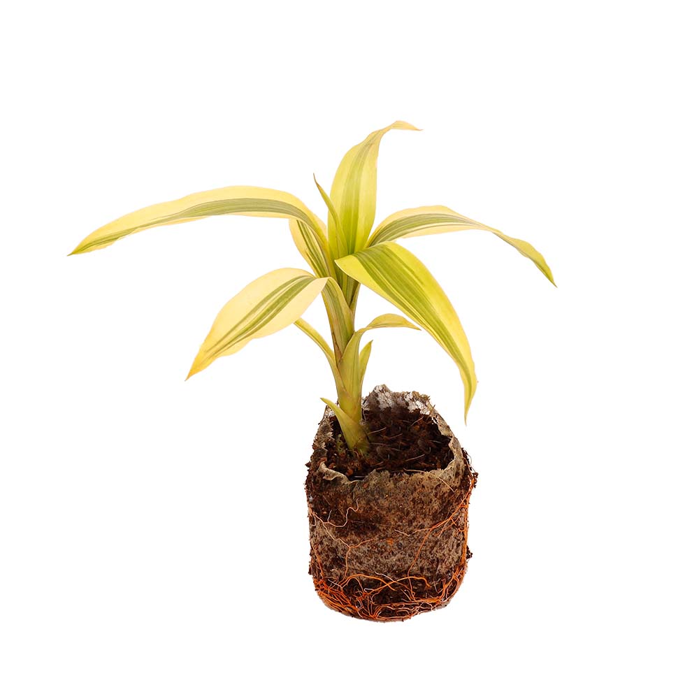 dracaena sanderiana soil Dracaena Sanderiana-Lucky Bamboo – Santhi Online Plants