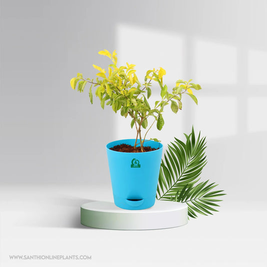 Duranta Gold Pot Plant