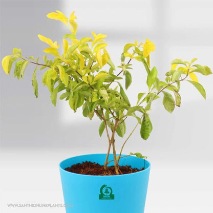 Duranta Gold Pot Plant
