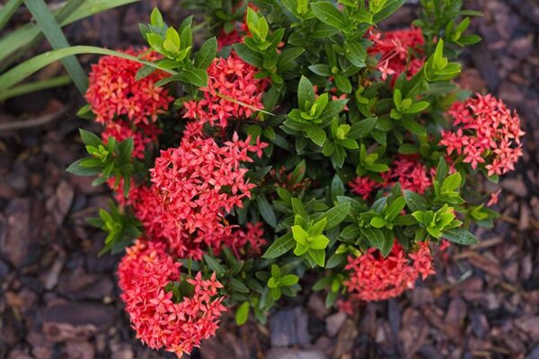 Ixora Mini Dwarf (Red) Plant – Santhi Online Plants