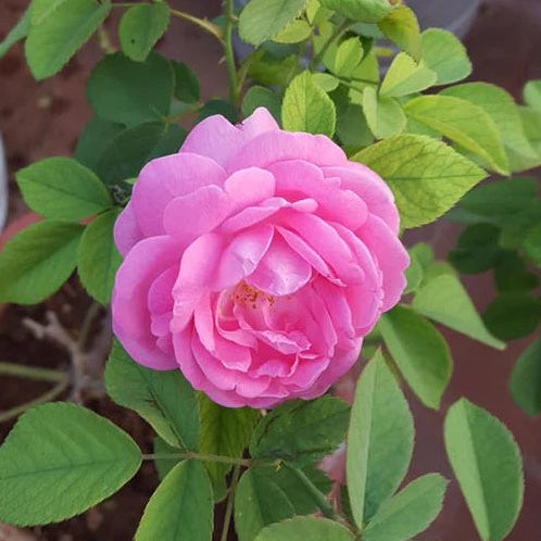 Tissue cultured Paneer rose plant