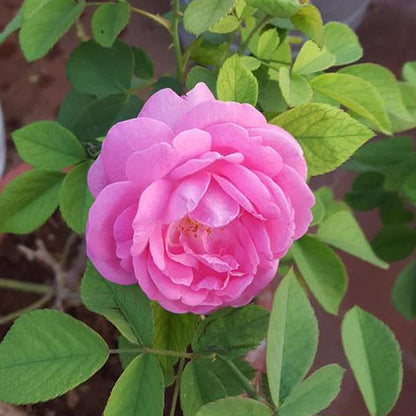 Tissue cultured Paneer rose plant