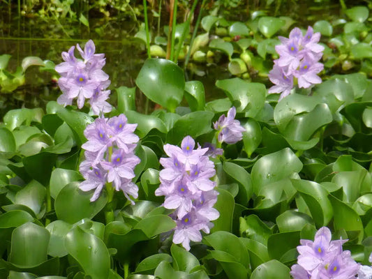 Eichhornia crassipes – Water hyacinths – Big Bunch