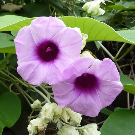 Elephant Creeper plant