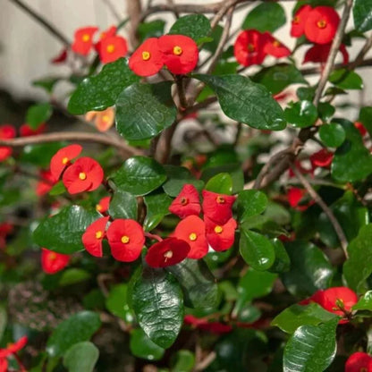 Euphorbia Geroldii-Thornless Crown Of thorns